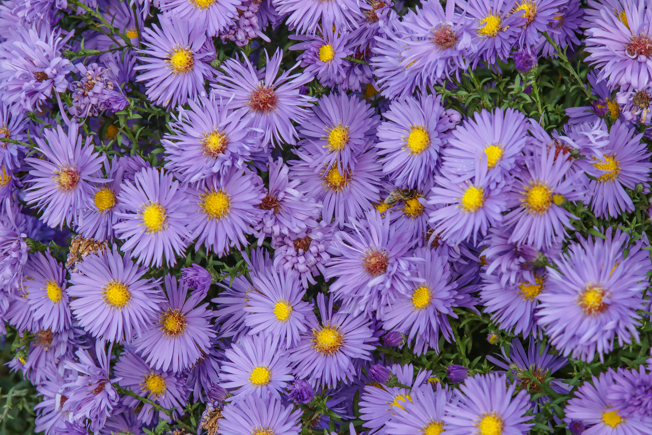 New York Aster Flower